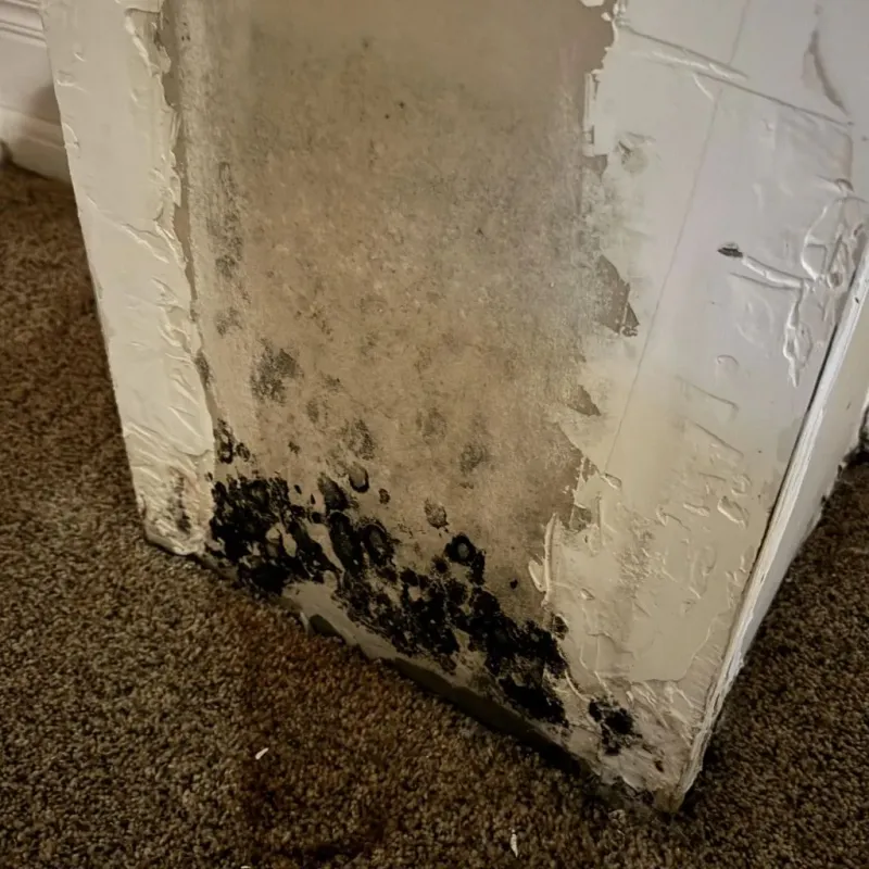 Professional Mold Removal in Troutman, NC